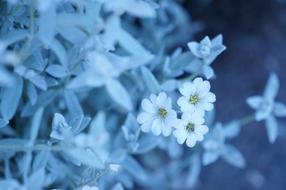 blue flowers in the foliage