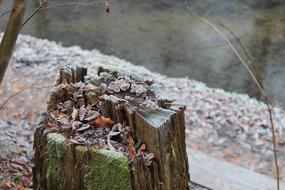 Frost Winter Hoarfrost