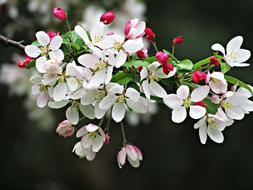 Spring Tree Flowers macro view