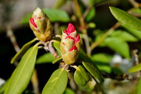 Rhododendron Bush Blossom