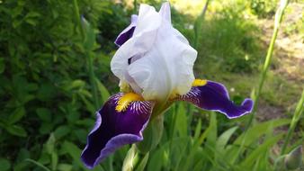 Iris Flower Spring