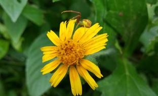 Spider Flower Yellow