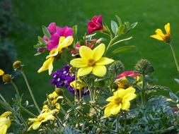 Balcony Flowers Plant