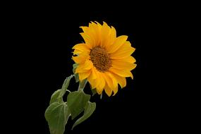 Yellow Sunflower bloom at dark