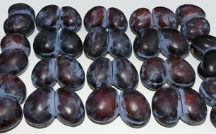 ripe plums harvest