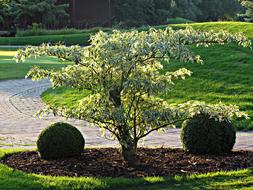 tree shrubs garden