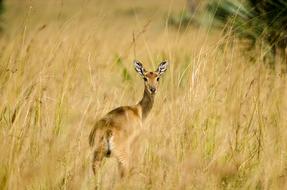 Deer Animal Wildlife