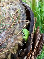 Tree Frog Green