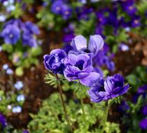beautiful garden purple flowers