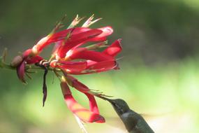 Red Flower and Hummingbird In flight