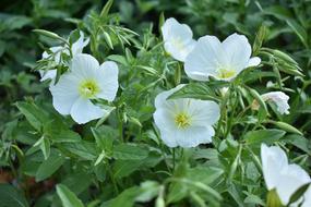 Small White Flowers Plant
