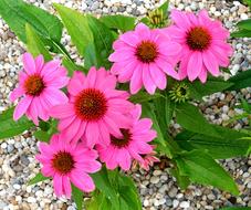 Echinacea Plant