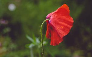 Red Petal Flower