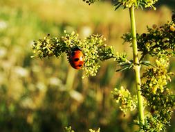 Of God Ladybug Plant