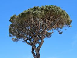 magnificent African wood