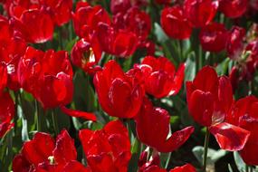 fragrant tulip field