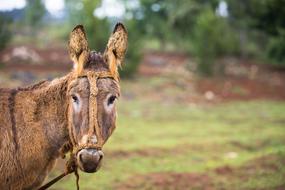 Donkey Horse Animal