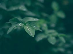 Green Leaf Plant