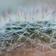 Cactus Dea Detail
