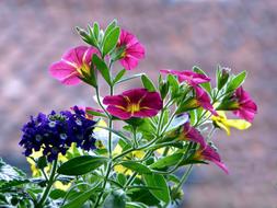 Balcony Flowers Plant