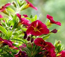 Balcony Flowers Plant