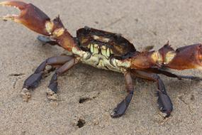 Crab Beach Sand