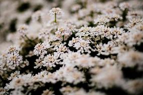 gorgeous white field of flowers