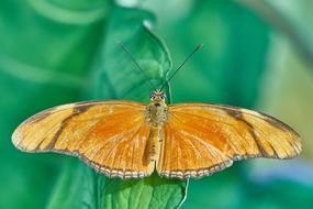 Butterfly Nature Insect