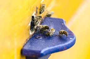 a lot of bees at the hole