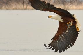 Eagle Bird Fish