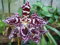 Flower Flowers Small