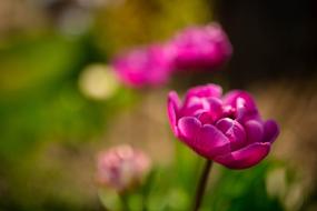 rosebud macro shot