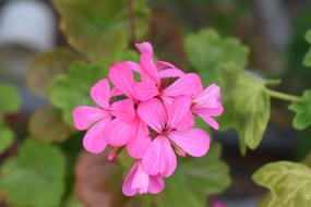 flowers pink leaves landscape