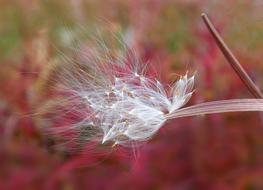 Fireweed Flower white Seeds