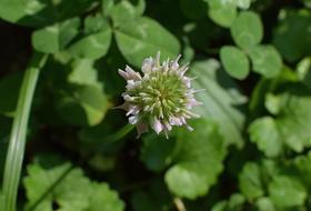 flowering clover background