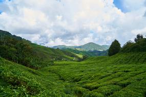 Tea Green Field nature