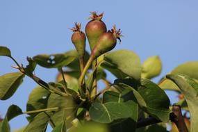 fruit tree sprouts