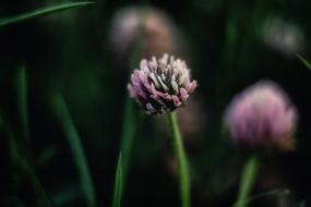Nature Plants Stem