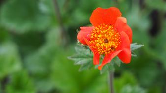 Flower Nature Spring