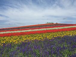 Hokkaido Biei Flower Garden