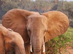 big orange elephants