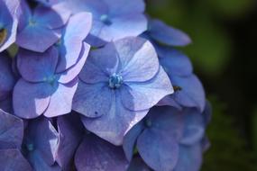 Hydrangea Violet Pink