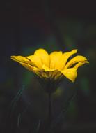 yellow flower in the dark