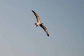 Seagull Flight Bird