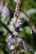 Tiarella Flower Plant