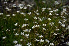 a field of white little flowers