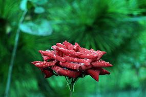 red rose in the raindrops