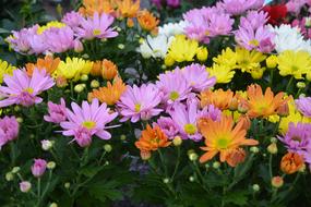 Flowers Marguerite Orange