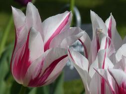 colored tulips galore