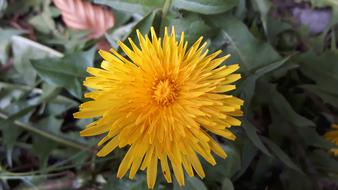 fragrant yellow dandelion